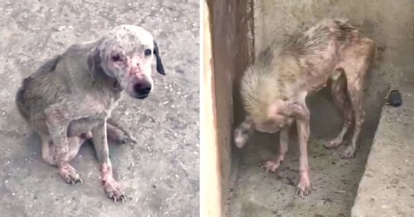 Woman Sees Thin & Sickly Dog At The Gas Station And Asks For His Owner