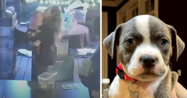 Woman Steals A Rescue Dog From Shelter’s Fundraiser Event