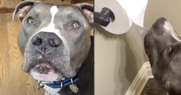 Woman Takes In A Dog And Revels In His Reaction To ‘Happy Birthday’ Song