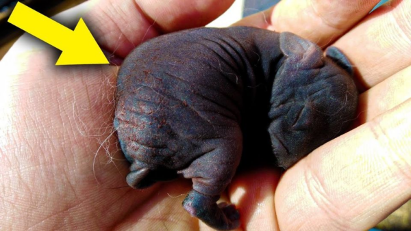 Woman Thought She Saved a Kitten in The Wild, She was Shocked When She Discovered What It Really was