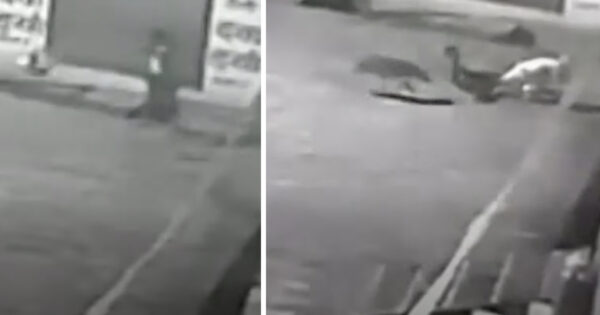 Woman Tosses A Bag Out On The Street, And Some Stray Dogs Gather Around