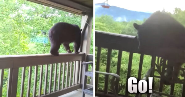 Woman Uses Her ‘Teacher Voice’ To Scare Away Unannounced Guest