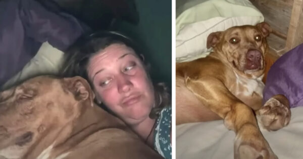 Woman Wakes Up With A Strange Dog Next To Her In Bed