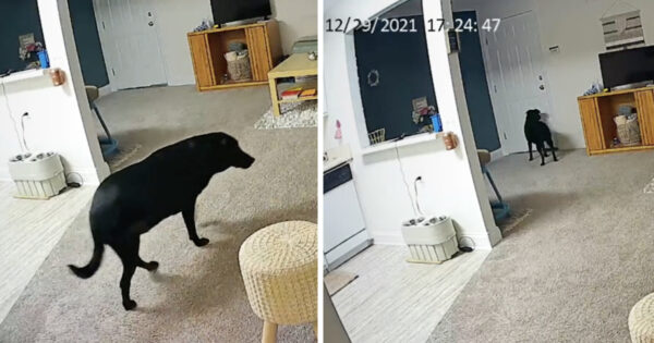 Woman Wants To See What Her Dog Does When She Leaves, Sets Up Camera