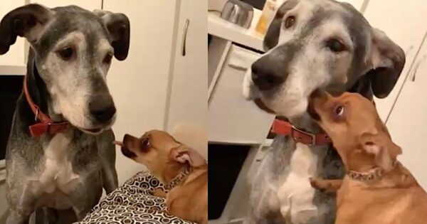 World’s Oldest Great Dane Makes Friends With A Tiny Chihuahua