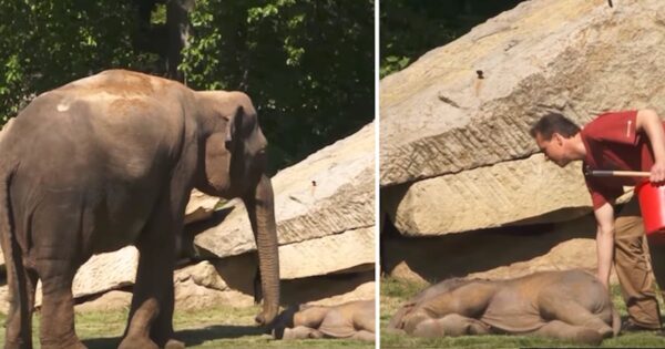 Worried Mama Elephant Can’t Wake Her Baby, So The Human Steps In To Help