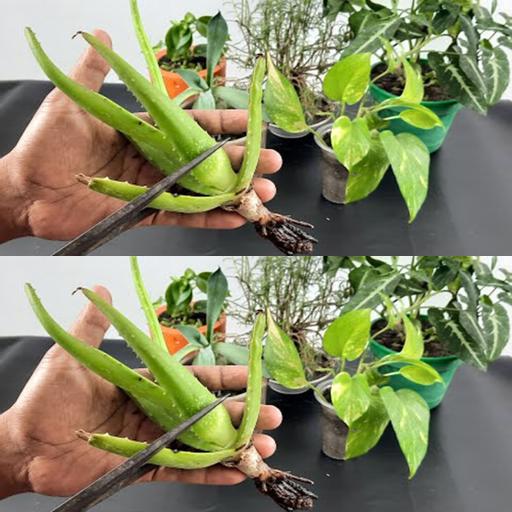 Green Thumb Alert! DIY Aloe Vera Miracle-Gro for Happy Plants! 🌿 #Shorts