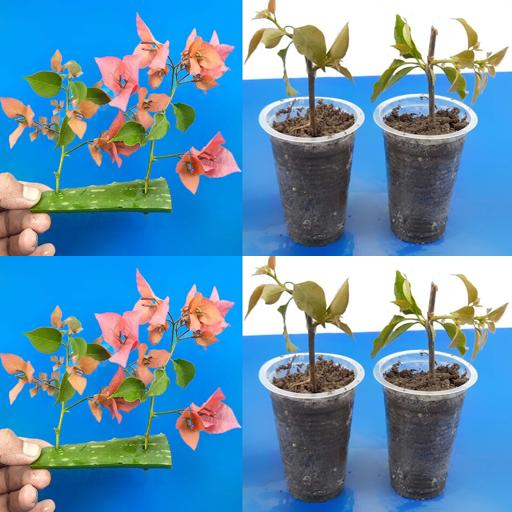 Bougainvillea Bliss: Aloe Vera Magic for Thriving Cuttings! 🌿#Shorts