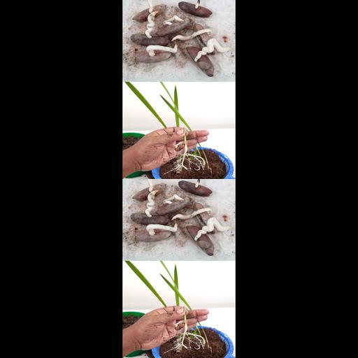 Sprout Date Seeds and Watch Date Palms Grow! | #Shorts Guide to Growing Your Own Date Palm Tree from Seed 🌴