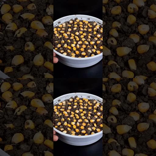 Container Corn: Sow, Grow, Enjoy! #Shorts