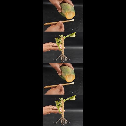 Grow Your Own Lemon Tree: Easy Cuttings Method! #Shorts