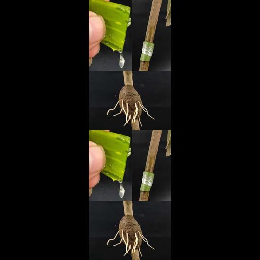 Mango Magic: Air Layering Made Easy! #Shorts