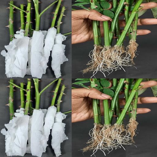 Discover the Secret: Grow Beautiful Roses from Cuttings in Just 18 Days!