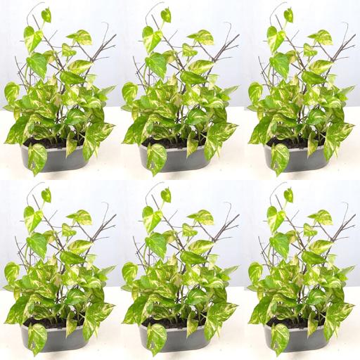 Grow Your Wealth With These Indoor Money Plant Decor Ideas! 💰🌿 #Shorts