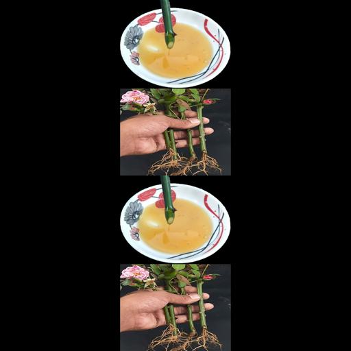 Grow Beautiful Roses with Honey! 🌹 #Shorts