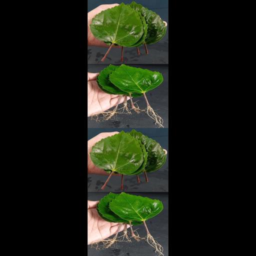 How to Grow Your Hibiscus Family from Leaf Cuttings in Sand! #Shorts