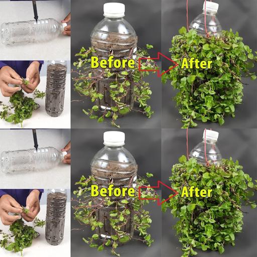 Transform Plastic Bottles into Minty Hanging Pots! 💚🌿 #DIY