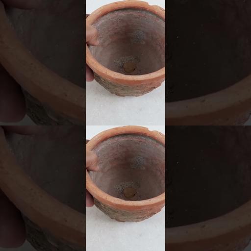 Quick Tips for Growing Gorgeous Mogra Jasmine in a Pot! #Shorts