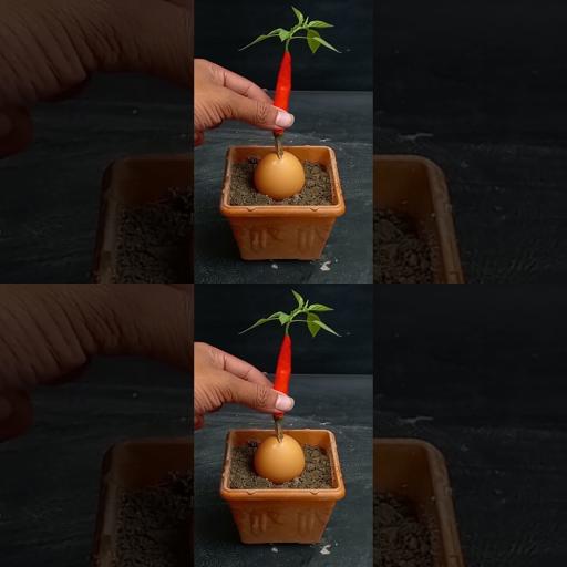 Spice Up Your Home with Easy Chili Plant Tips! | #Shorts