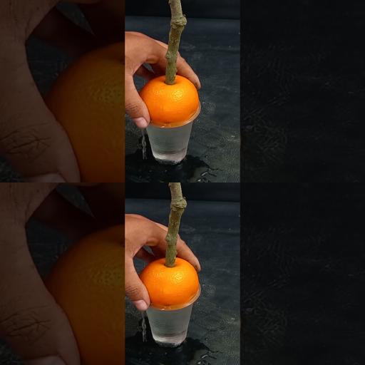 Fast-track Your Mango Tree Growth: Easy Techniques Using Oranges for Quick Rooting! #Shorts