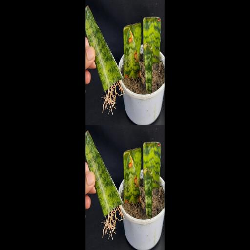 Grow Your Own Green with Snake Plant Leaf Cuttings! #Shorts