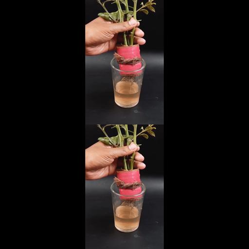 Lemon plant secrets: Grow cuttings in water for success!🍋✨ #Shorts