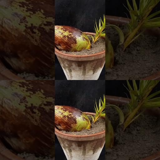 Boost Your Coconut Harvest Time with Banana Grafting! 🌴🍌 #QuickGrowthHack #ReelInSuccess