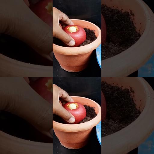 Unleash Fruitful Surprises: Mix ‘n’ Match Apples and Pineapples for Abundant Harvests! #shorts