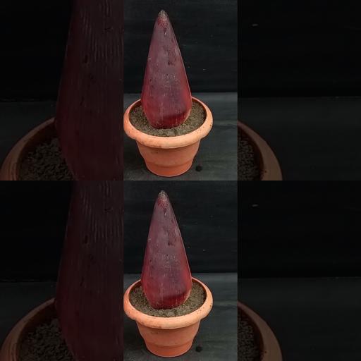 Blooming Banana Magic: Unlock the Secret to Growing Banana Trees from Plantain Flowers! #Shorts