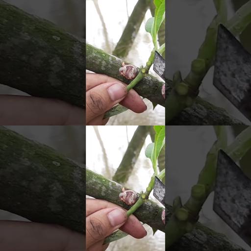 Sure, here is a catchy version of your title:

Guaranteed Success: Onion & Mango Grafting Technique Revealed! #Shorts