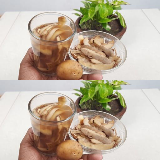 Spud-Magic Fertilizer: The Ultimate Organic Boost for All Your Plants! 🌿🌿🌿 #GrowOrganic #PotatoPower