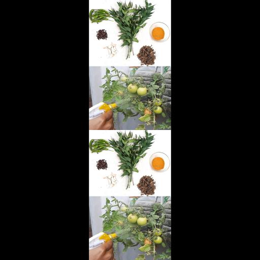 DIY Neem-Turmeric Pesticide: The Ultimate Natural Bug Buster! #Shorts