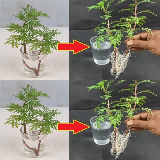 Fast-Track Your Marigold Cuttings: Growth in Just 10 Days! 💧🌼 #Shorts