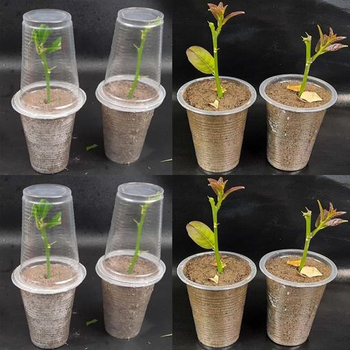 Grow Luscious Lemons: Easy Cutting Propagation! #Shorts