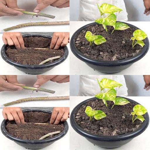 Grow Your Wealth: Easy Money Plant Care Tips for Indoor Gardens | #Shorts