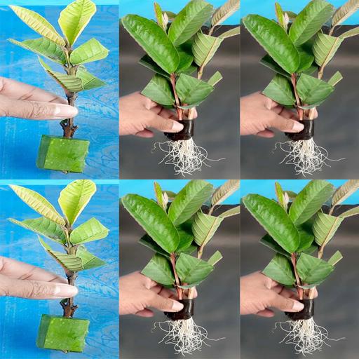 Unlock the Secret to Growing Guava Trees from Cuttings in Aloe Vera!
