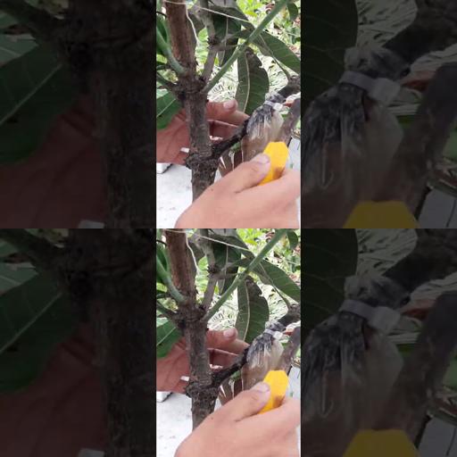 Revolutionizing Mango Growth: Water-Infused Air Layering! #MangoMagic 🌿