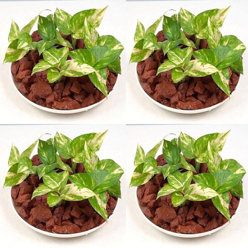 Money Plant Magic: How to Grow Fast from Just One Leaf! #QuickGrow