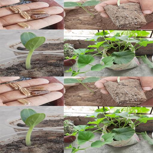 Grow Your Gourds in a Flash: Speedy Seed Germination Hack! #Shorts