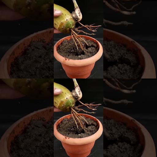 Grow Your Own Oasis: Expert Tips for Fast-Tracking Coconut Tree Growth! 🌴 #Shorts