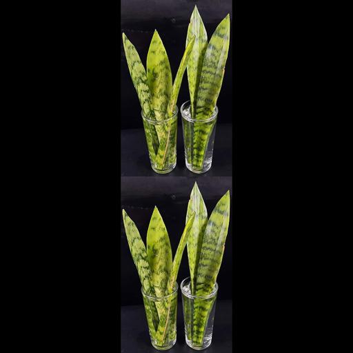 Sure! Here’s a catchy version for your title: Quick Hack: Propagate Snake Plants Easily in Water! #Shorts