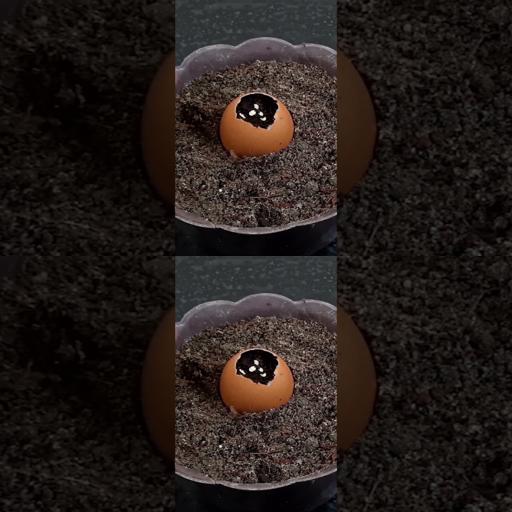 Shell-Shocked Surprise: Grow Tomatoes in Eggshells! 🍅🥚 #Shorts