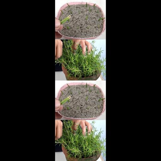 Supercharge Your Plant Collection with Mini Portulika Leaves! #GrowEasy