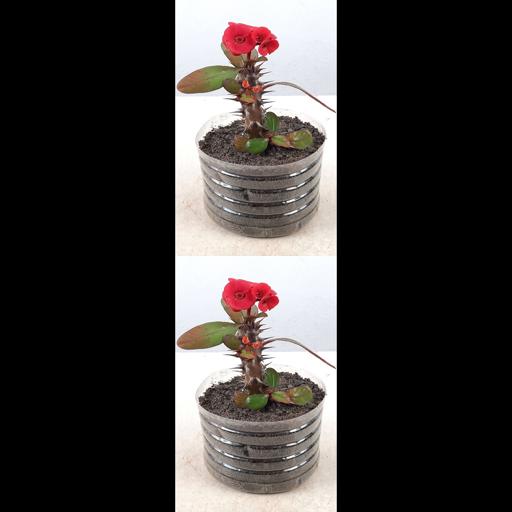 Grow Your Own Euphorbia Milii Jungle 🌿 #Shorts