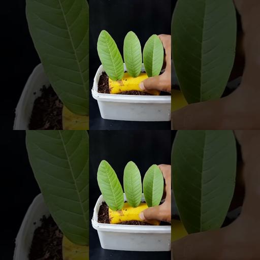 Grow Guava Galore: Unlock the Magic of Guava Leaf Propagation! | #Shorts