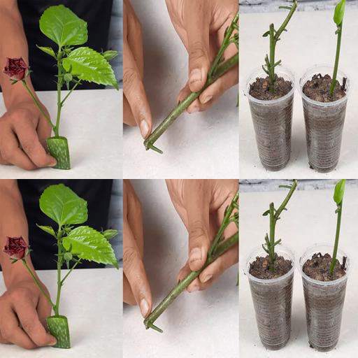 Speed Up Your Hibiscus Growth with Simple Garden Soil Hack! #PlantBoost