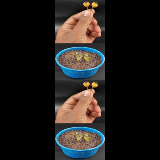 Rose Seeds To Blooms: Short & Sweet Growing Guide! #Shorts