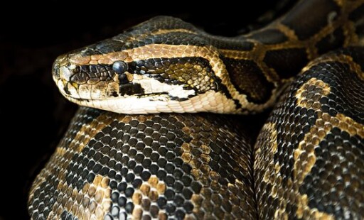 Constrictor, Snake, Close, Danger, Boa