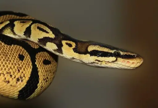 Snake, Python, Animal, Ball Python