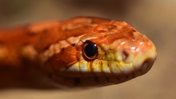 Line, Eye, Corn Snake, Dandruff